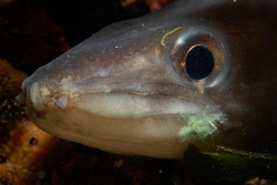 Conger eel with rest of a fishingline by Andy Kutsch 